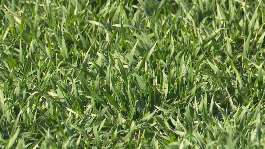 Zaštitni tretman pšenice