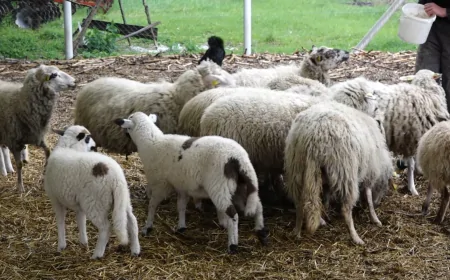 Srbija izvozi jagnjad u Libiju