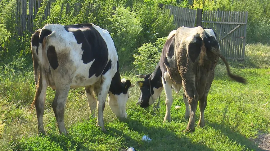 Povećala se proizvodnja mleka