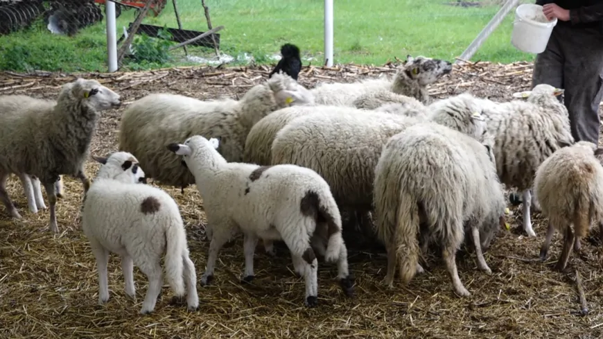 Srbija izvozi jagnjad u Libiju