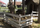 Zoo vrt atrakcija Poljoprivredne škole 