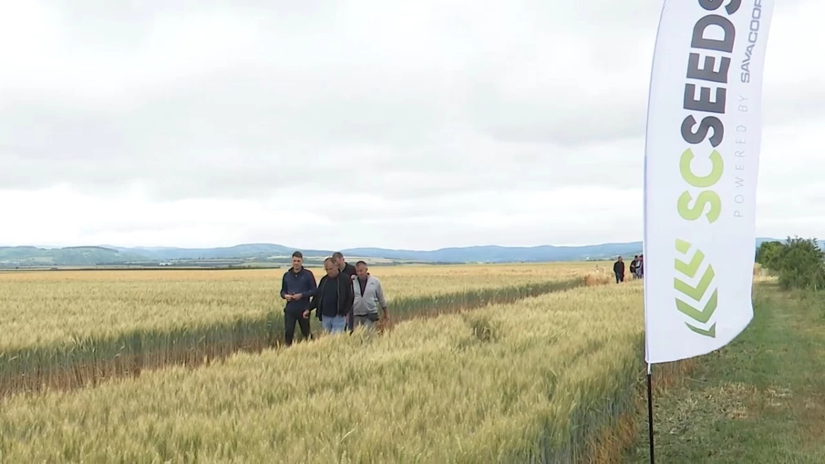 Predstavljene sorte pšenice za narednu sezonu 