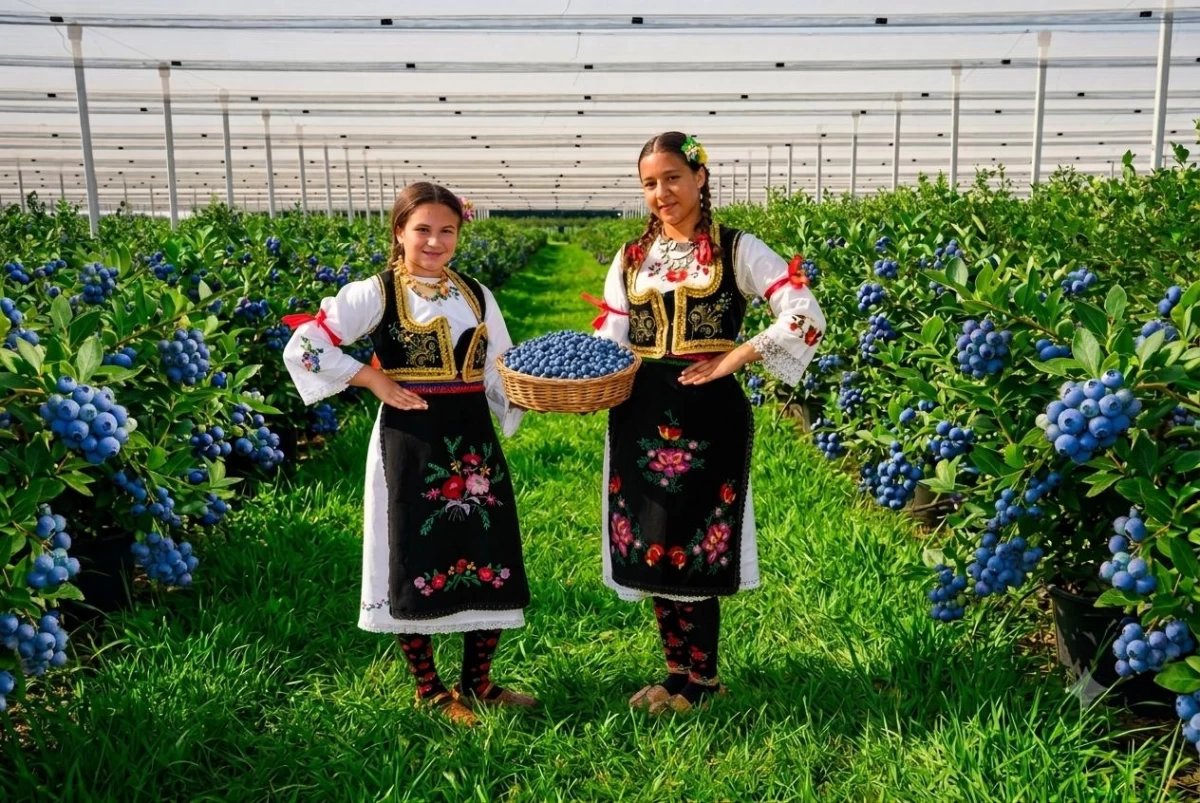 Dani borovnice za vikend u Prnjavoru 