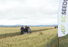 Predstavljene sorte pšenice za narednu sezonu 