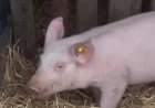 Svinjska kuga u Hrtkovcima