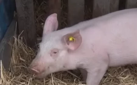 Afrička kuga svinja u Provu