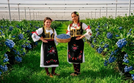 Dani borovnice za vikend u Prnjavoru 
