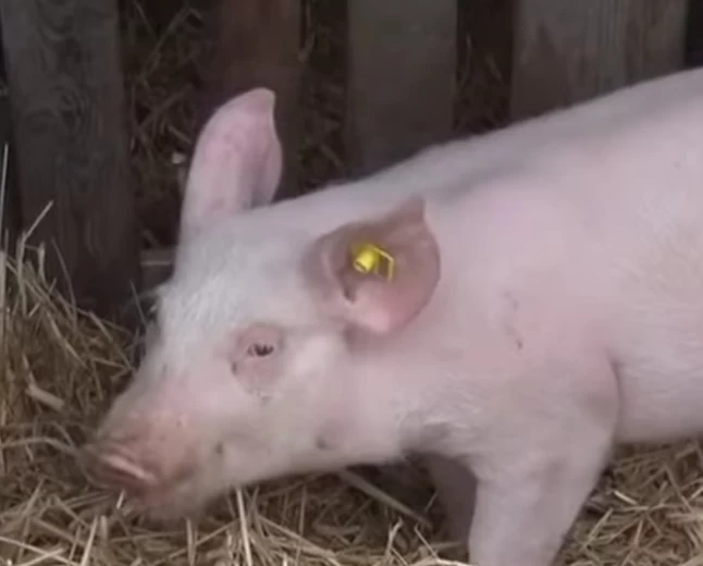 Afrička kuga svinja u Provu