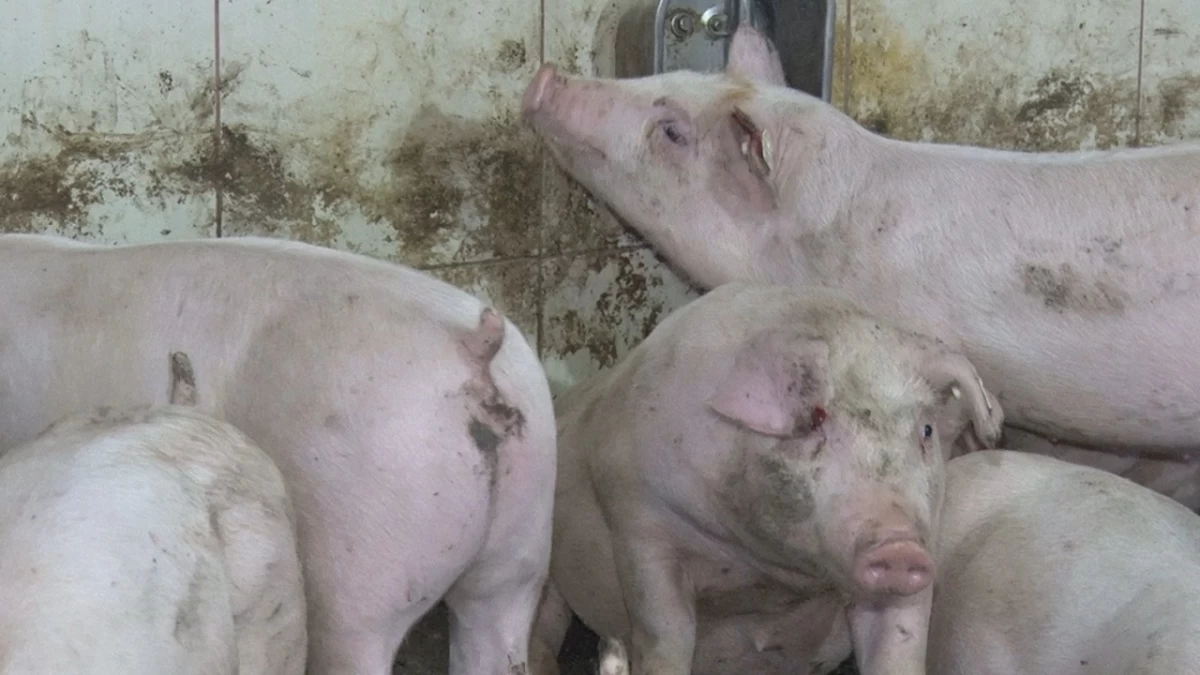 Proglaševa vanredna situacija u Šapcu zbog afričke kuge svinja 