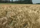 Prinosi niži od očekivanih