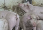 Proglaševa vanredna situacija u Šapcu zbog afričke kuge svinja 