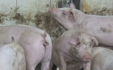 Proglaševa vanredna situacija u Šapcu zbog afričke kuge svinja 