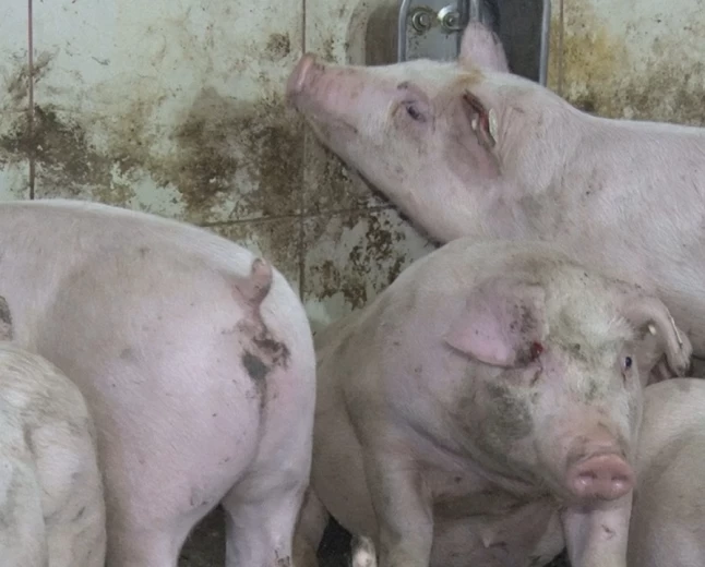 Proglaševa vanredna situacija u Šapcu zbog afričke kuge svinja 