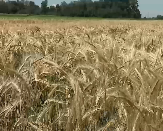 Prinosi niži od očekivanih
