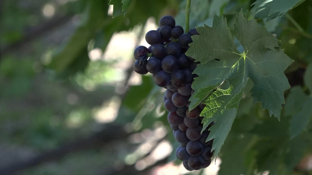 Ljubav prema vinogradu jača od vremena: Slobodan već decenijama neguje tradiciju proizvodnje vina