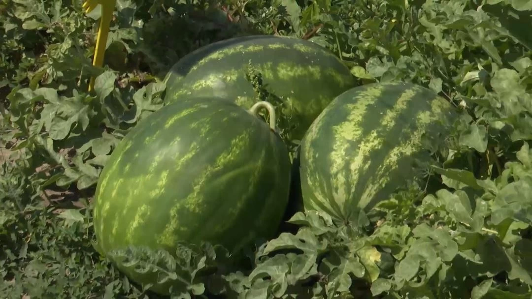 Agrimatco predstavio hibride koji potvrđuju kvalitet i u teškim vremenskim uslovima