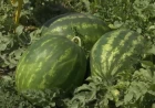 Agrimatco predstavio hibride koji potvrđuju kvalitet i u teškim vremenskim uslovima