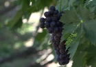 Ljubav prema vinogradu jača od vremena: Slobodan već decenijama neguje tradiciju proizvodnje vina