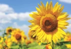 Formiranje otkupne cene suncokreta narednih dana