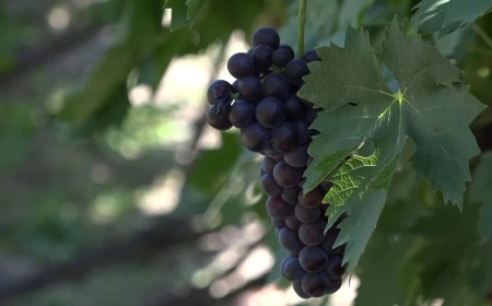 Ljubav prema vinogradu jača od vremena: Slobodan već decenijama neguje tradiciju proizvodnje vina