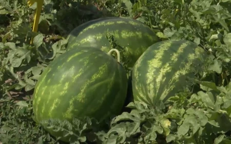Agrimatco predstavio hibride koji potvrđuju kvalitet i u teškim vremenskim uslovima