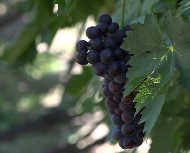 Ljubav prema vinogradu jača od vremena: Slobodan već decenijama neguje tradiciju proizvodnje vina