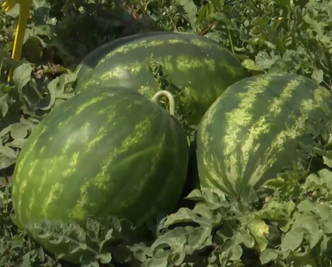 Agrimatco predstavio hibride koji potvrđuju kvalitet i u teškim vremenskim uslovima