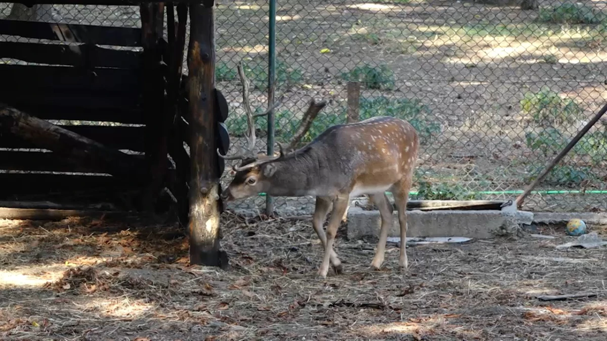 Mini zoo vrt u Šapcu - mesto gde se uče ljubav prema životinjama i čuva priroda