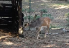 Mini zoo vrt u Šapcu - mesto gde se uče ljubav prema životinjama i čuva priroda