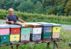 Zoran Lazić iz Grušića: Programerski posao zamenio pčelarstvom
