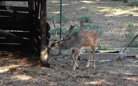 Mini zoo vrt u Šapcu - mesto gde se uče ljubav prema životinjama i čuva priroda