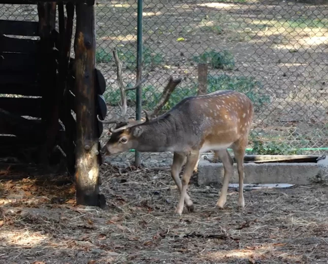 Mini zoo vrt u Šapcu - mesto gde se uče ljubav prema životinjama i čuva priroda